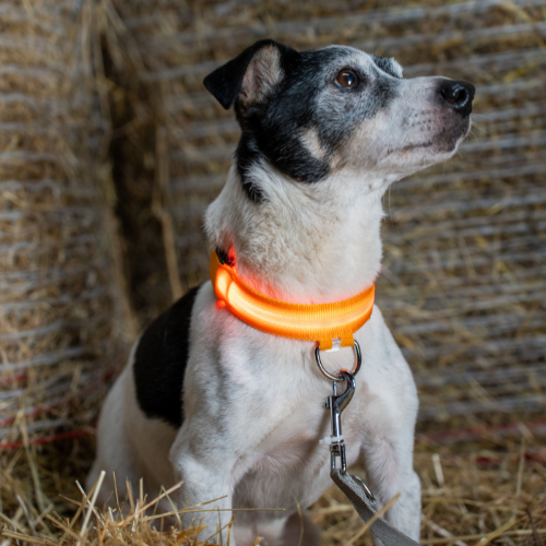 Hundeleuchthalsband