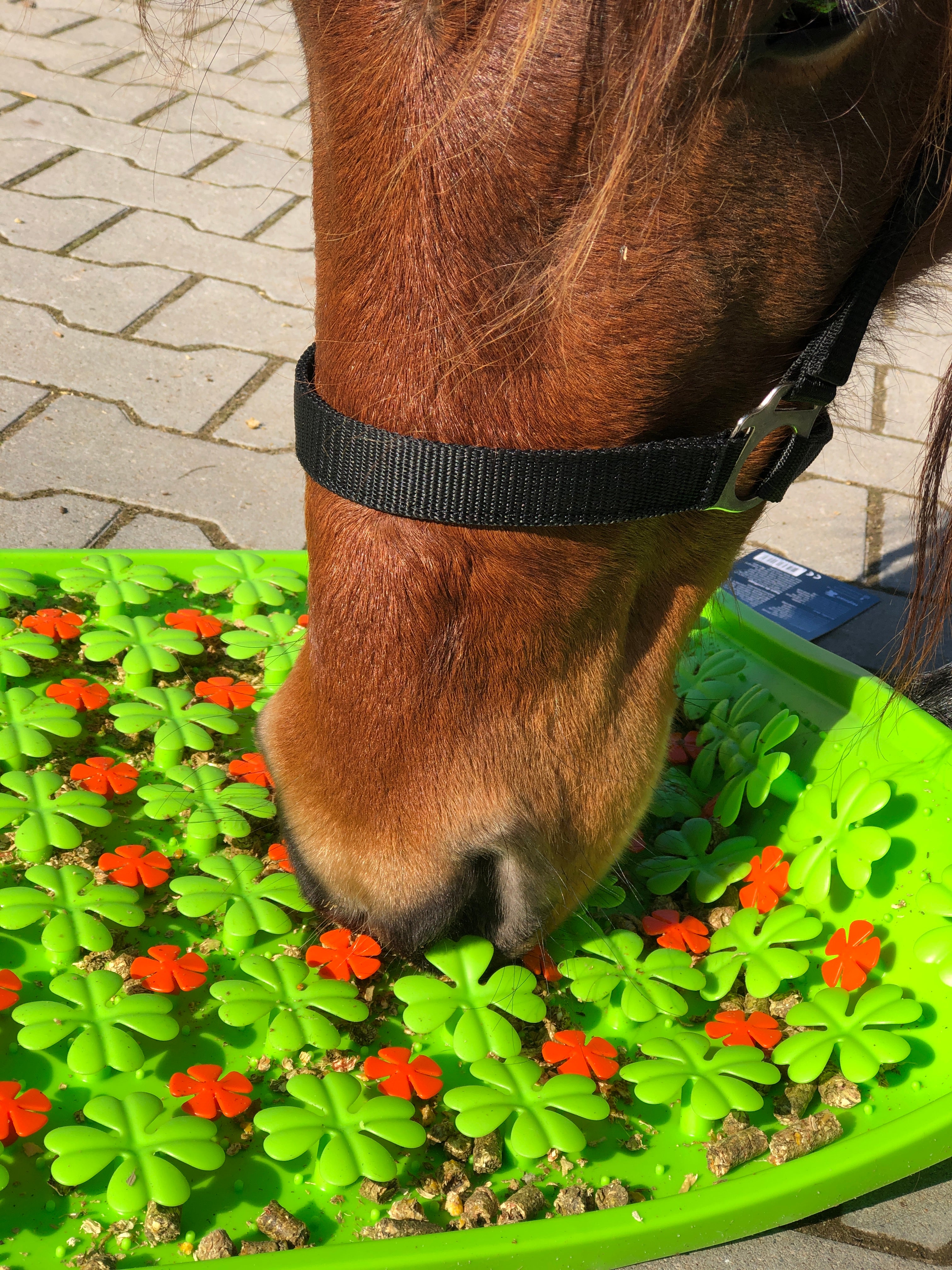Excellent Horse Schnüffelmatte