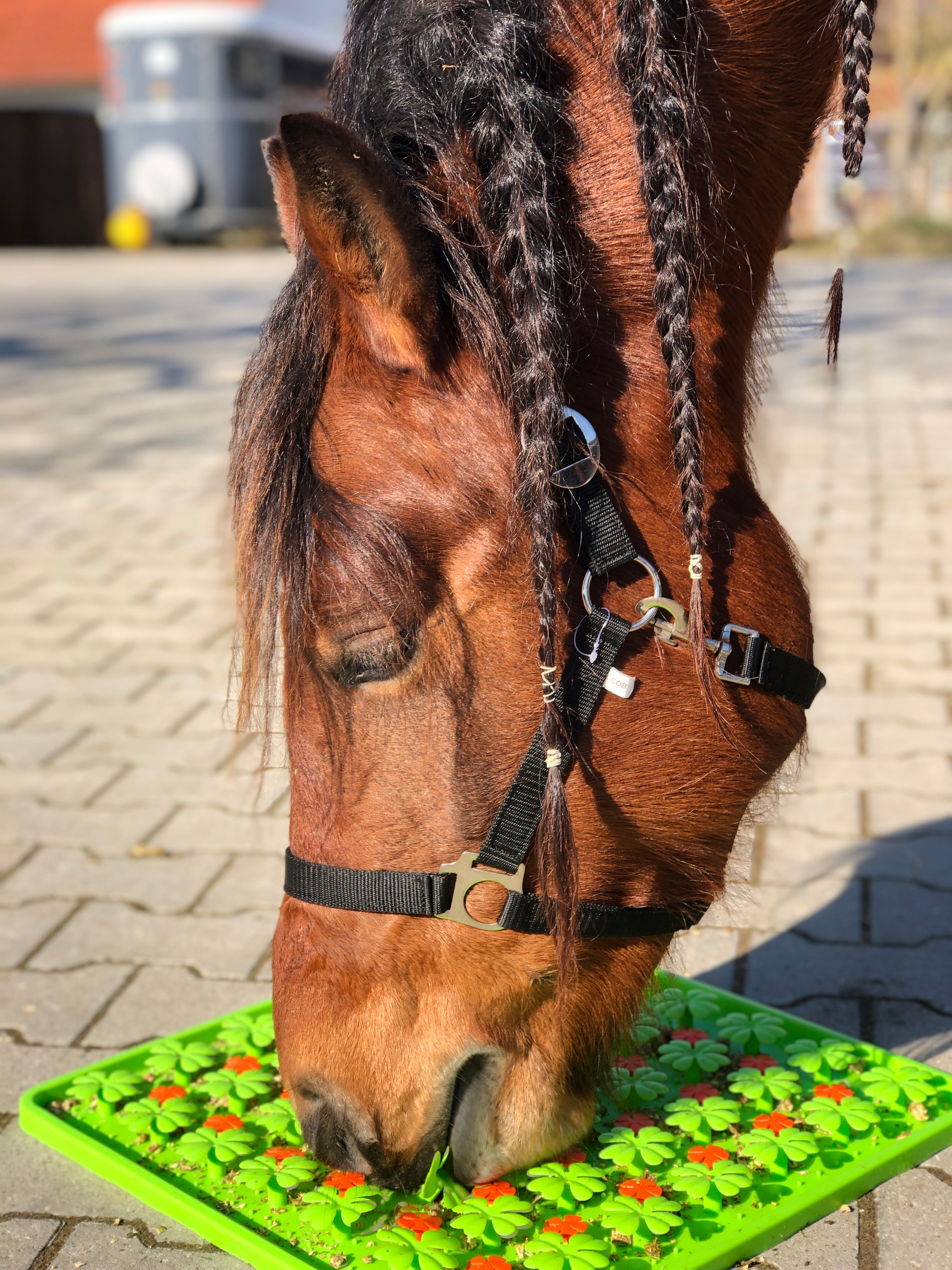 Excellent Horse Schnüffelmatte