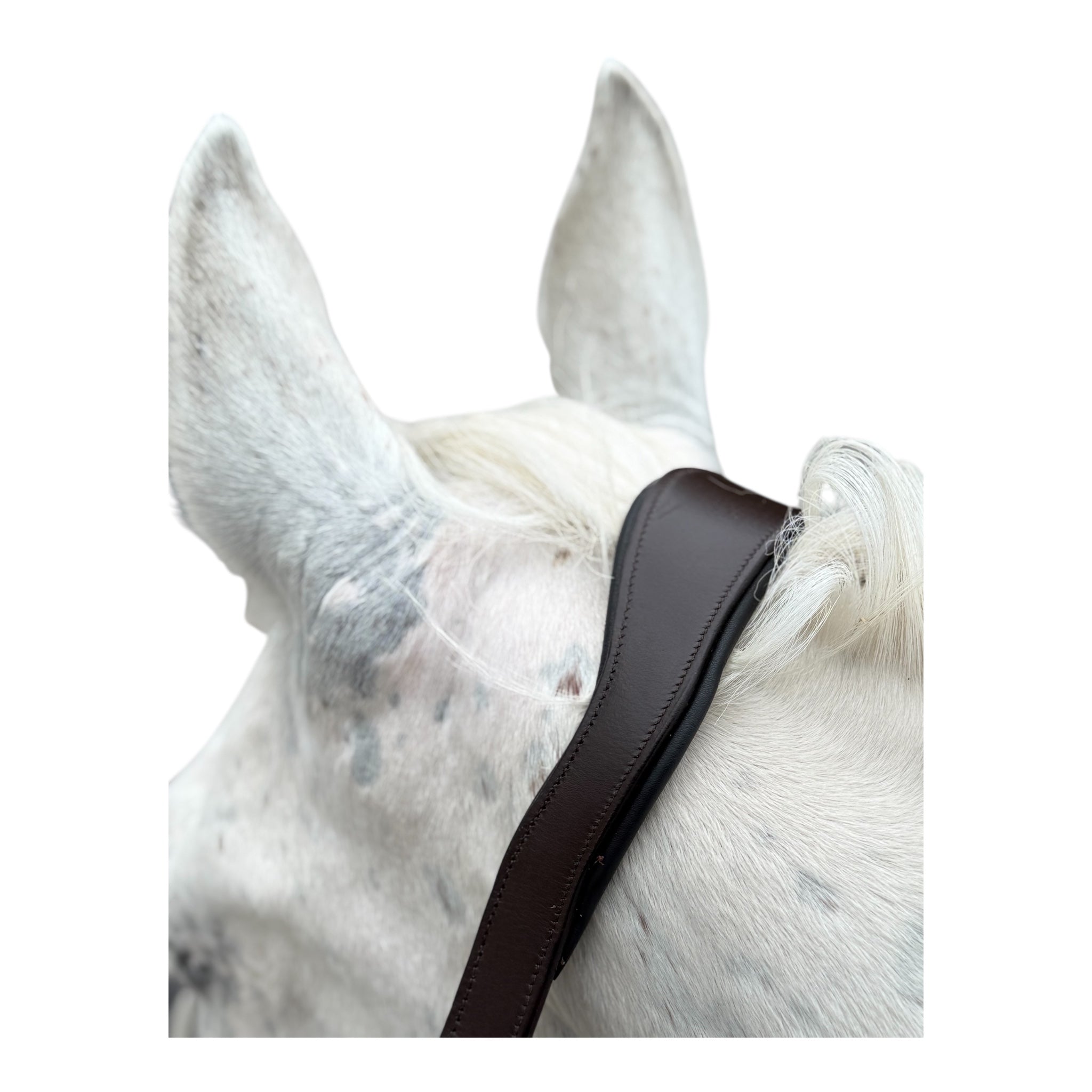 Anatomisches Lederhalfter