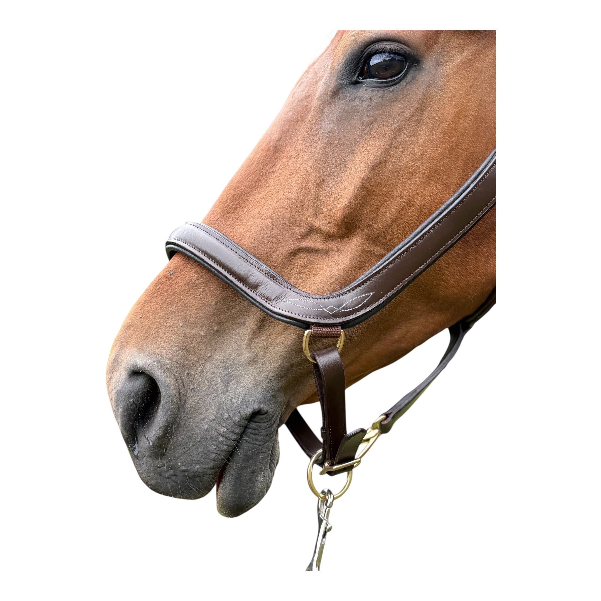 Anatomisches Lederhalfter