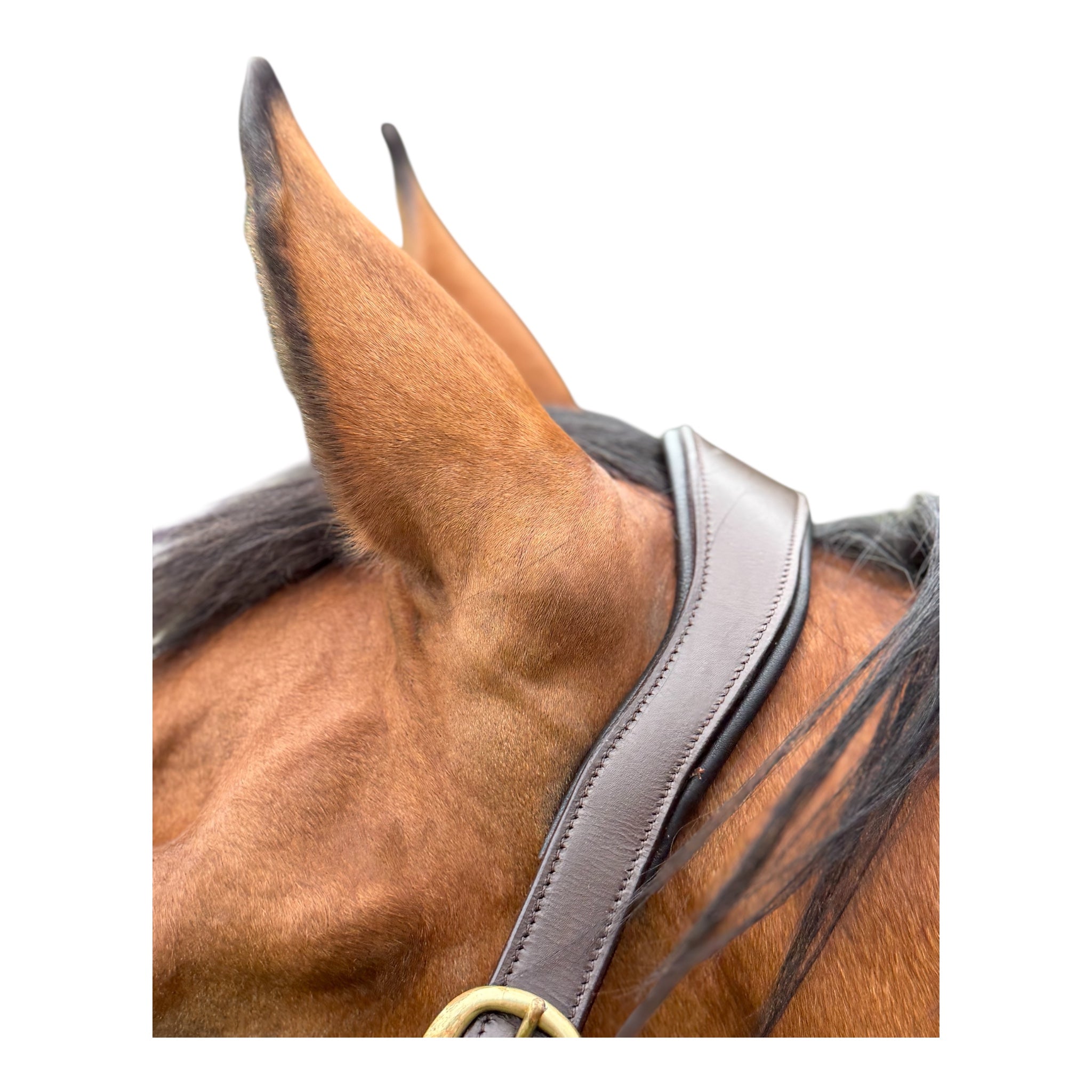 Anatomisches Lederhalfter