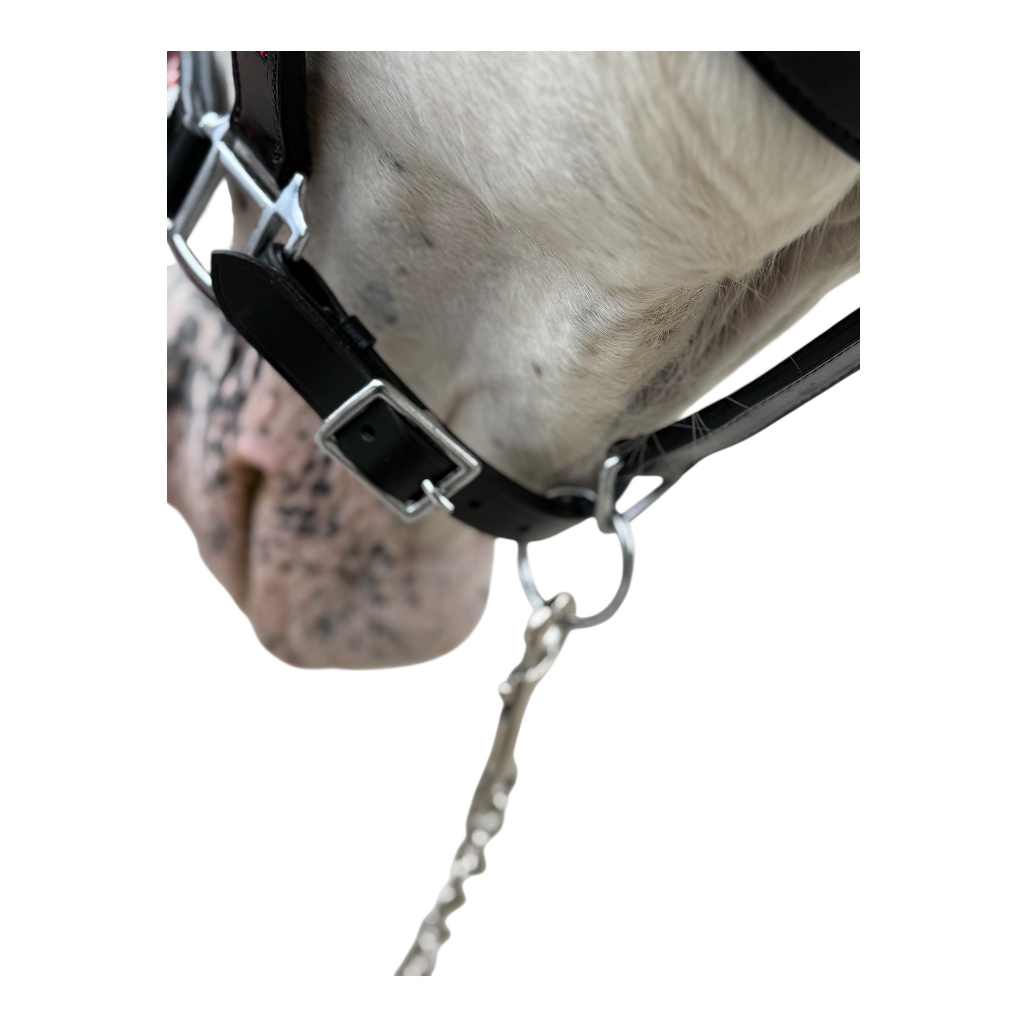 Anatomisches Lederhalfter -Perlen