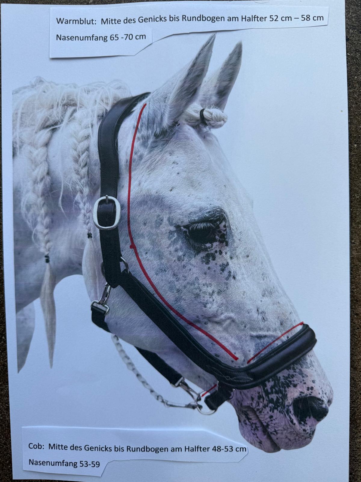 Anatomisches Lederhalfter