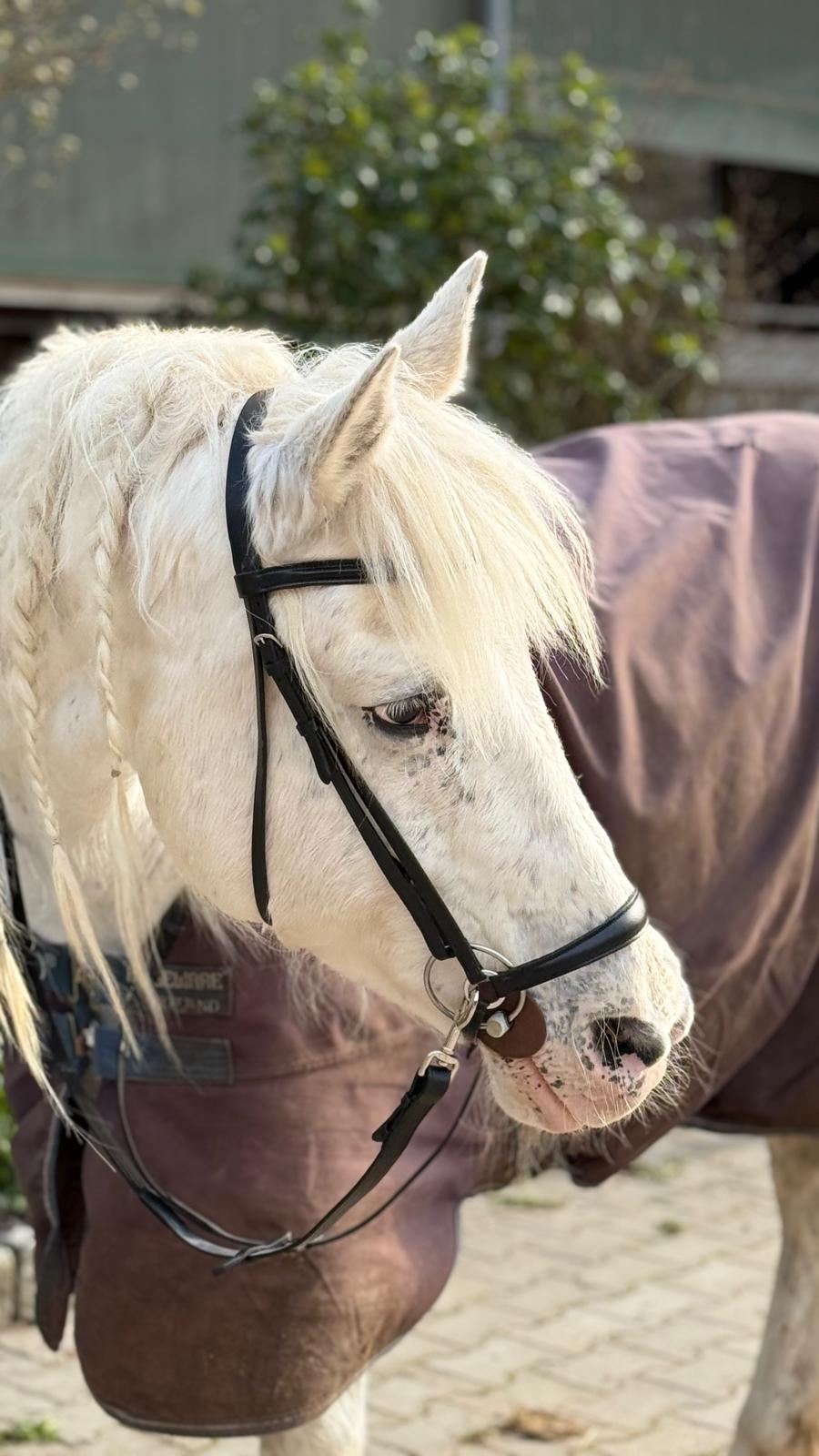 Lehrtrense: Reiten mit feiner Anlehnung