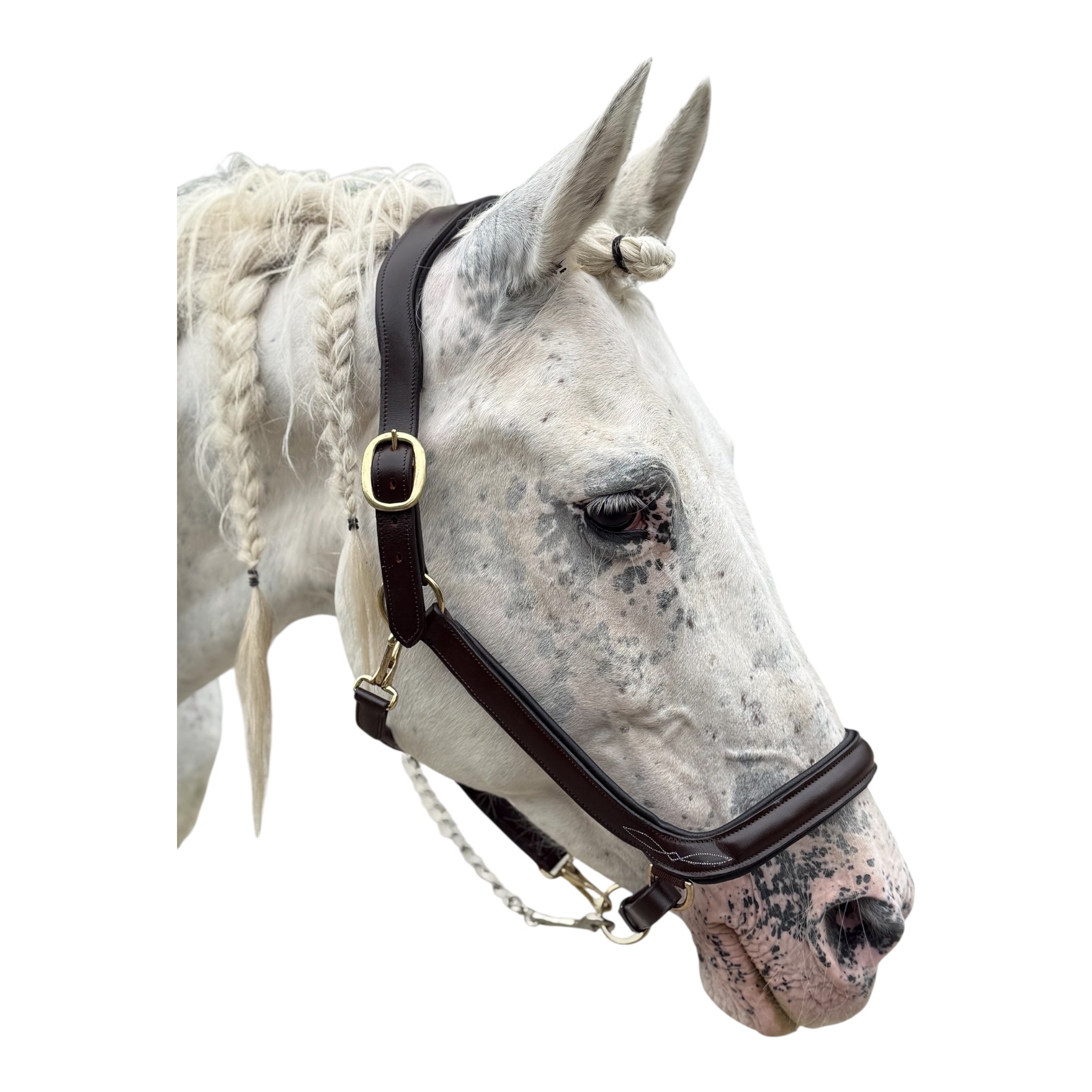 Lederhalfter dick gepolstert mit Führkette