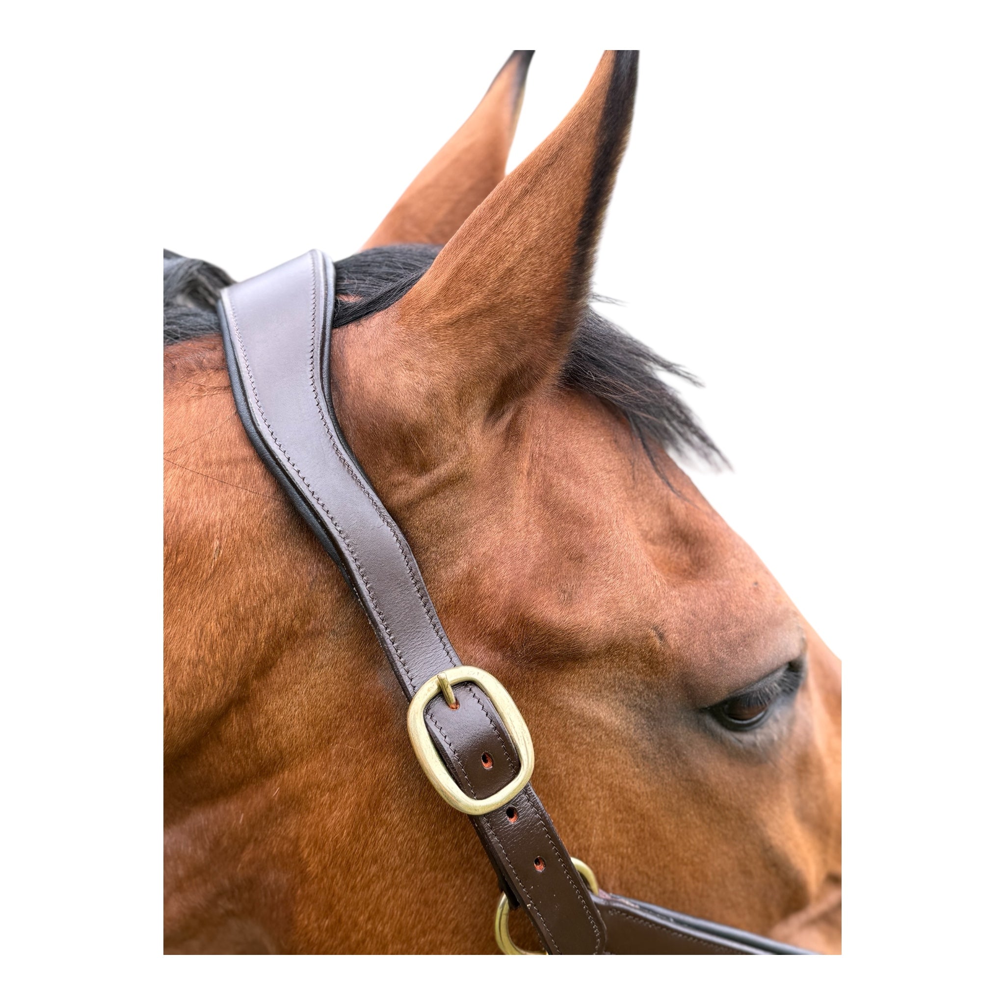 Anatomisches Lederhalfter