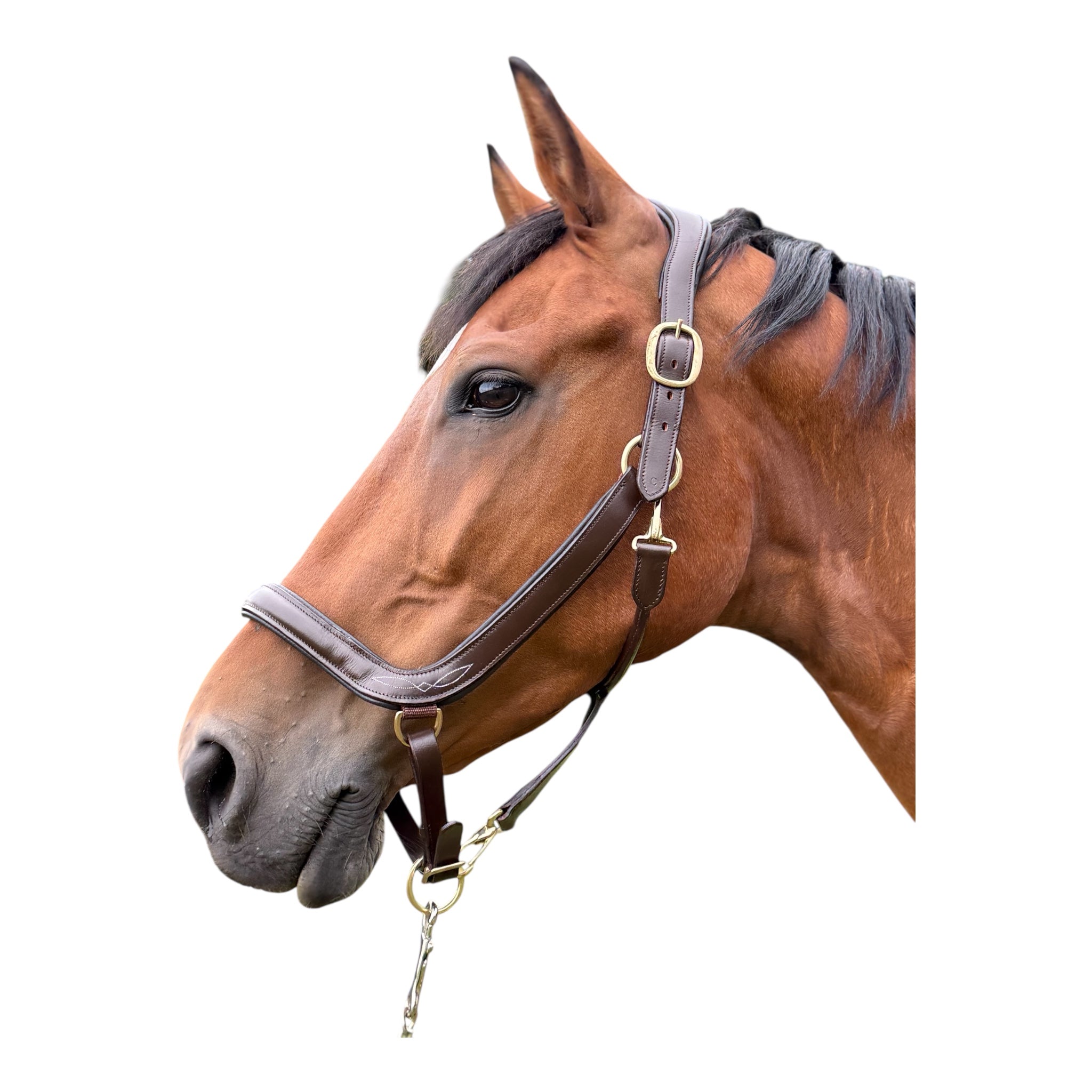 Anatomisches Lederhalfter